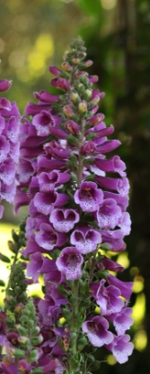 Picture of Digitalis (Foxglove) Dalmation F1 - Purple